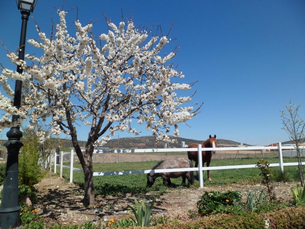 Los Laureles Casa Rural Урда Экстерьер фото